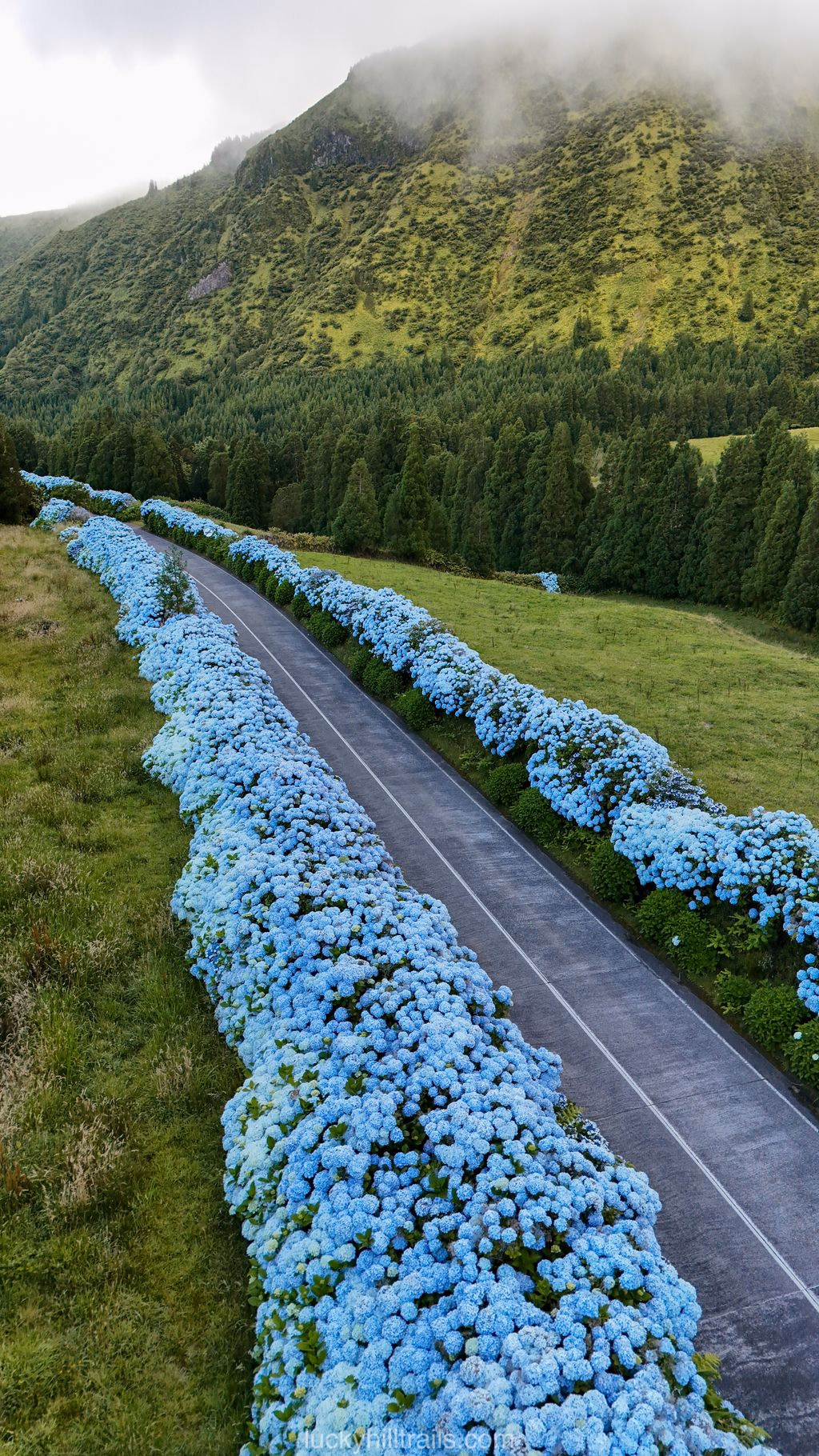 Aerial view of Estrada das Hortênsias road completely lined with blue hydrangeas, São Miguel island, Azores
